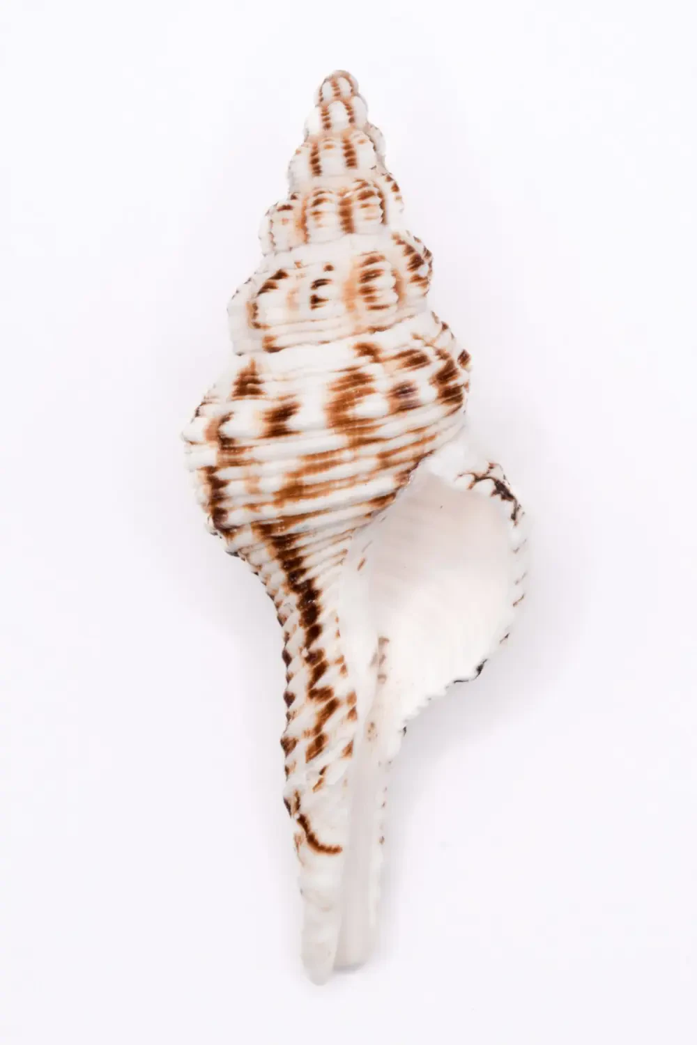 Hoa Nhựa Ruồi kết hợp trong bó hoa cưới