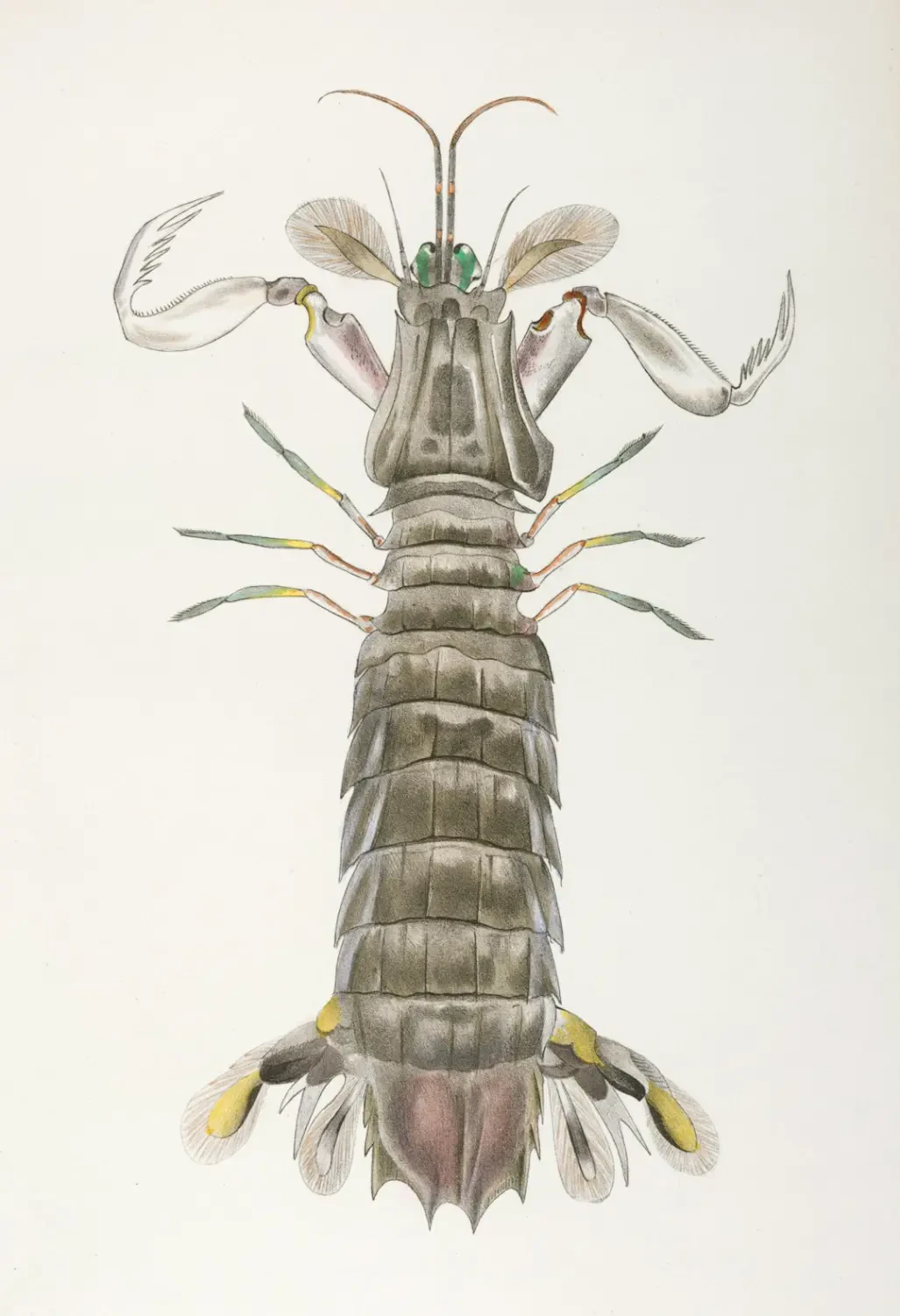 Bó hoa Nhựa Ruồi trắng tinh khôi làm quà tặng