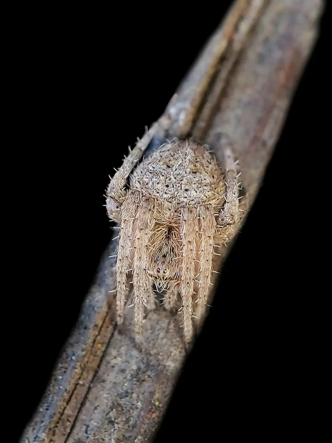 Bó hoa Nhựa Ruồi và hồng đẹp mắt