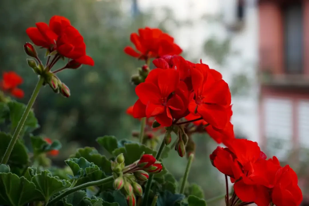 Nguồn gốc và đặc điểm của hoa Phong Lữ Thảo