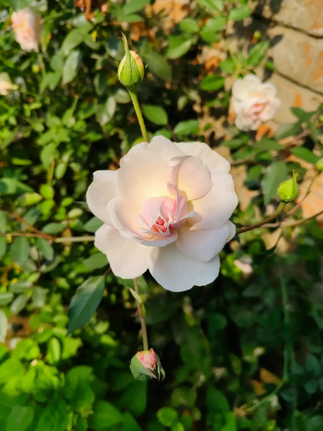 Nụ và bông hoa Phù Dung sắp nở