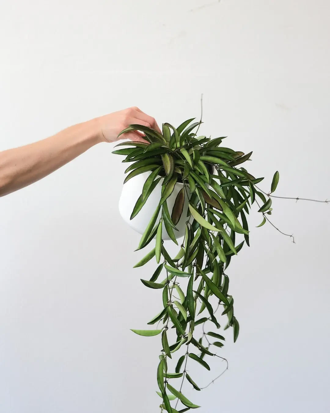 Ưu nhược điểm của hoa sáp