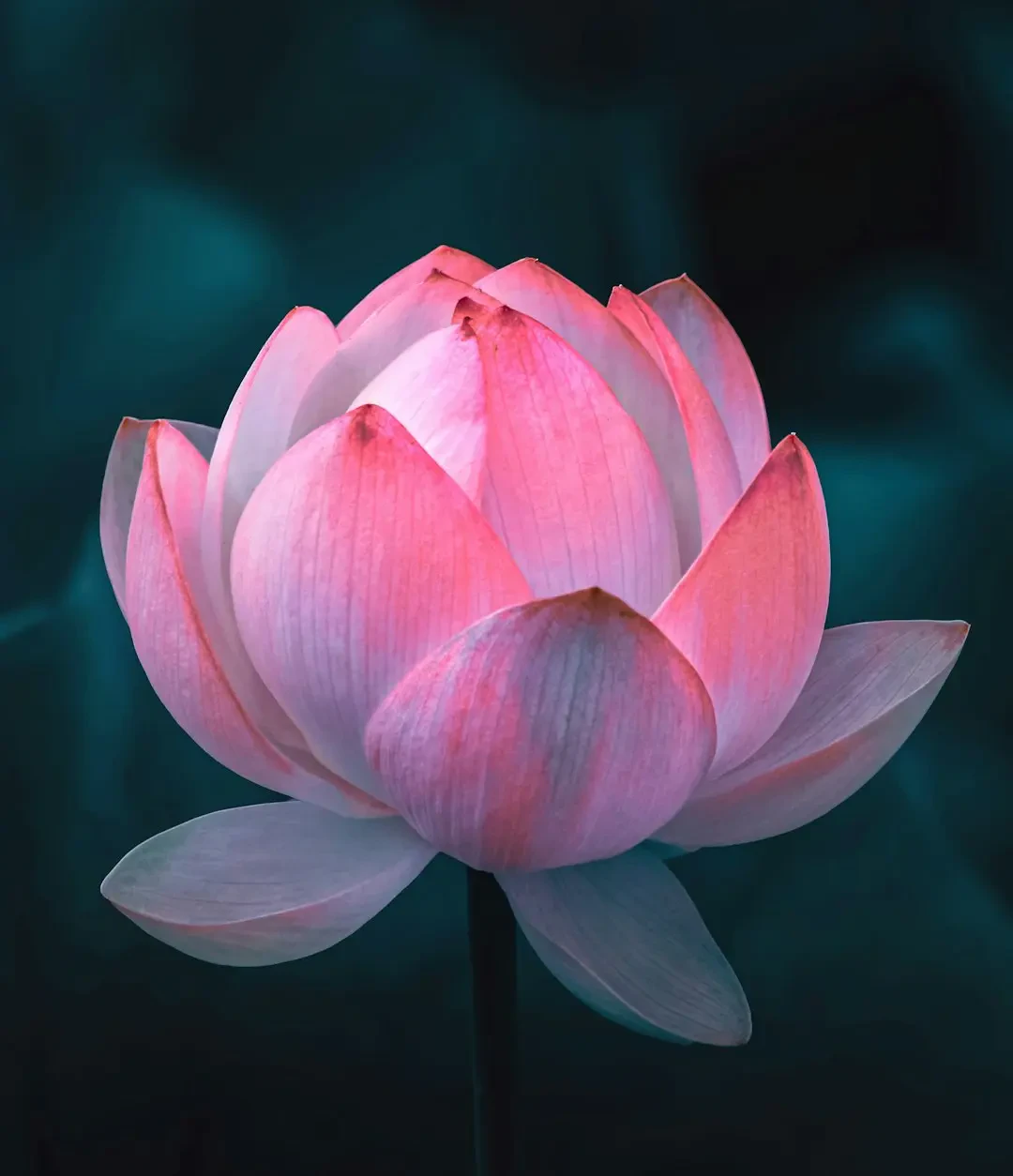 Hoa Sen nở rộ trên hồ