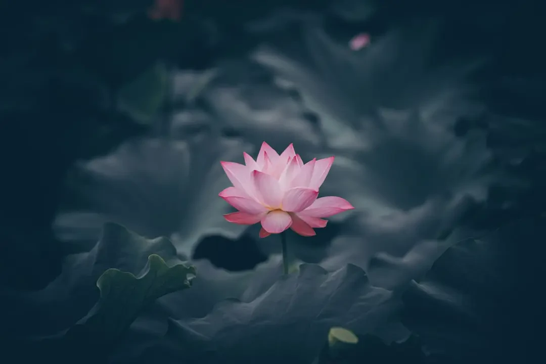 Bó Sen tươi đẹp tại cửa hàng