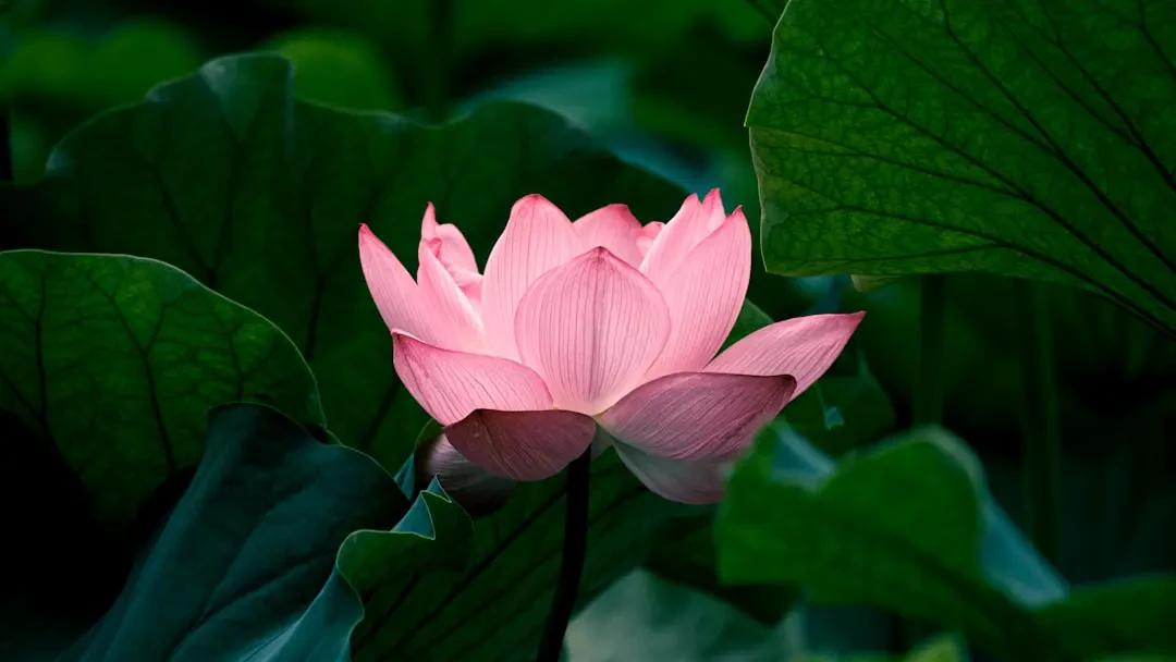Hoa Sen Hồng nở rộ trong đầm