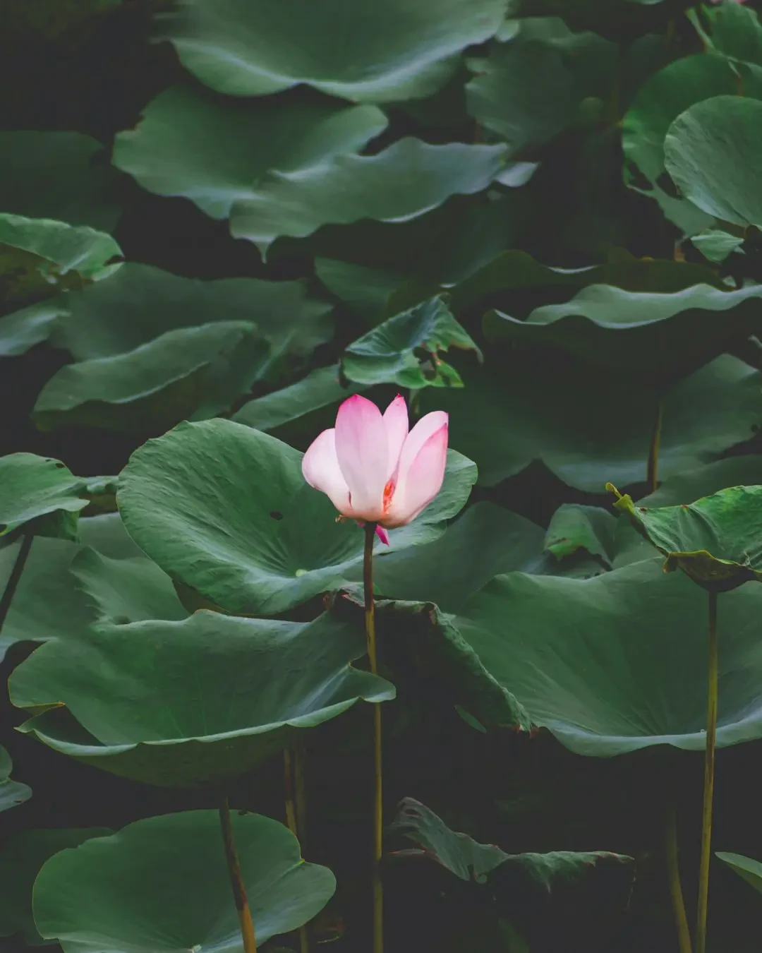 Bó hoa Sen Hồng đẹp tinh tế