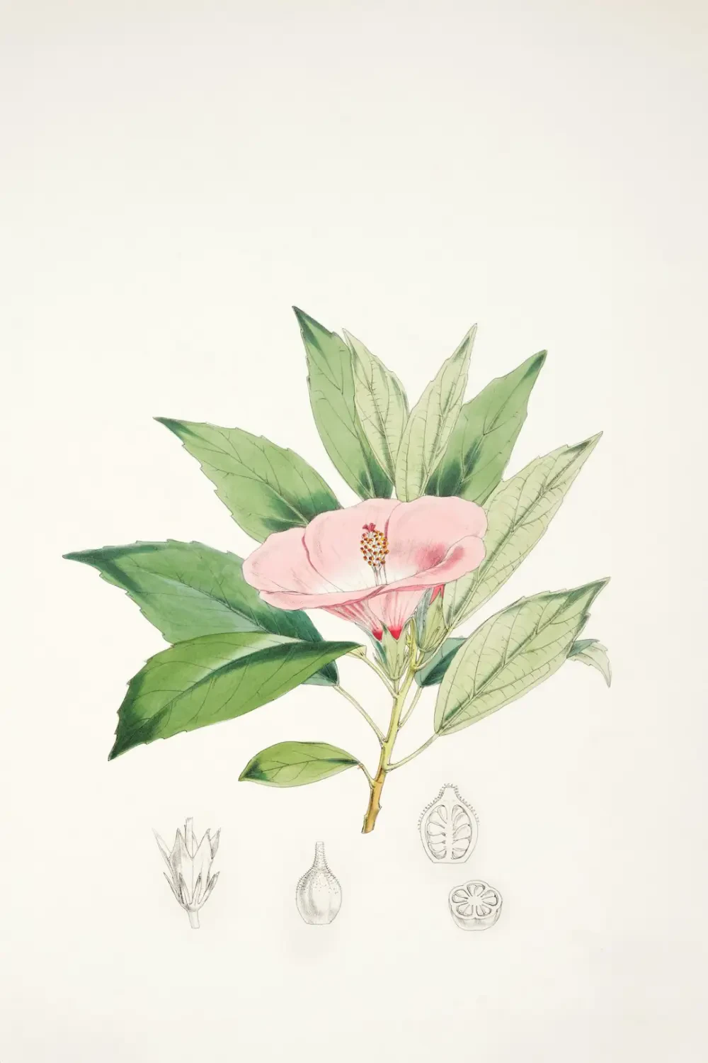 Ứng dụng hoa Sơn Trà trang trí