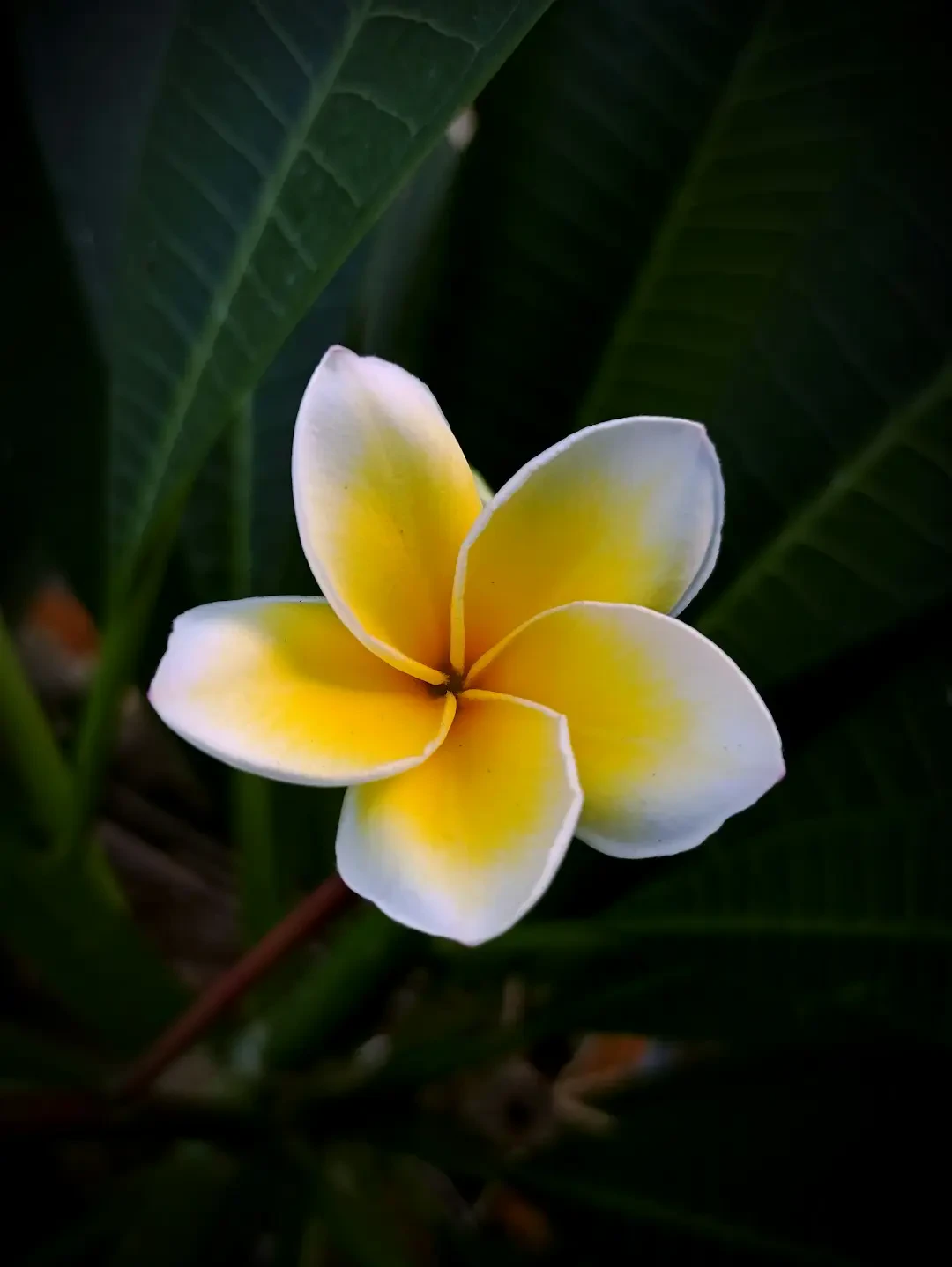 Cận cảnh những cánh hoa Sứ Đại