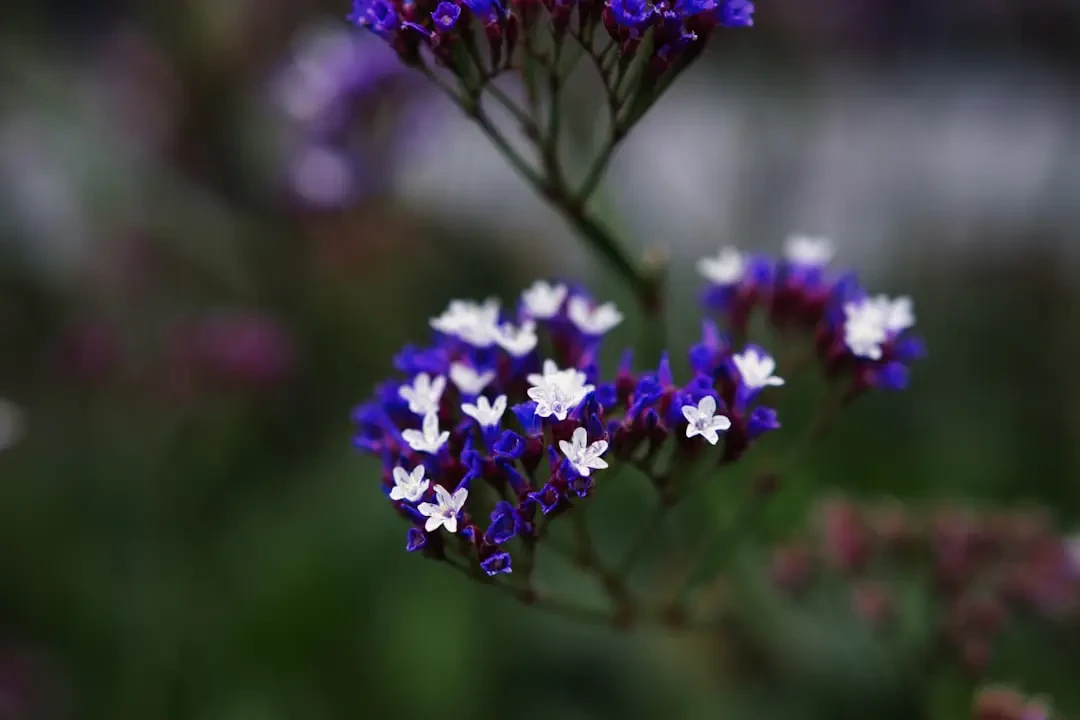 Hoa Thạch Thảo Trắng