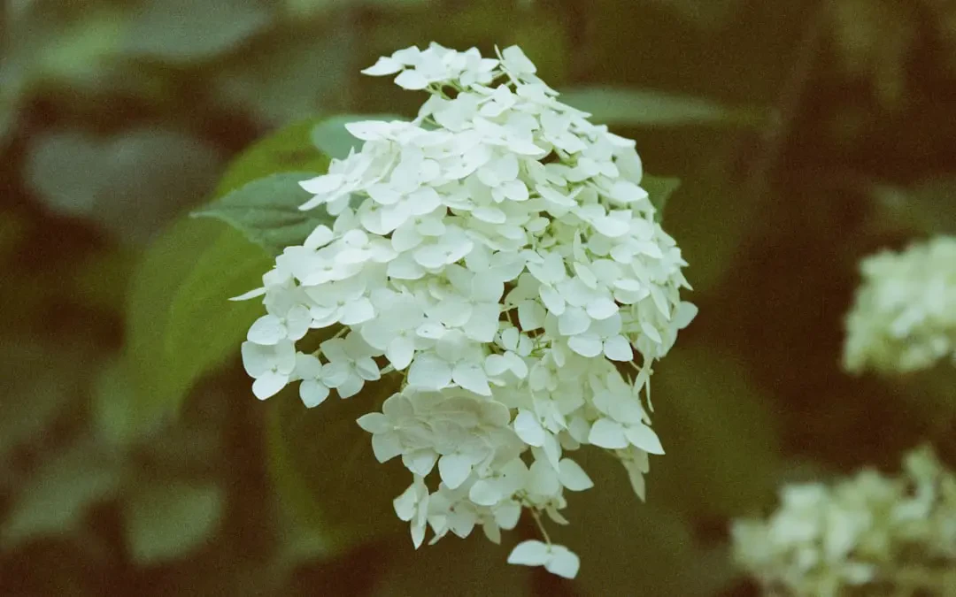 Bó hoa Thạch Thảo Trắng dành cho cô dâu