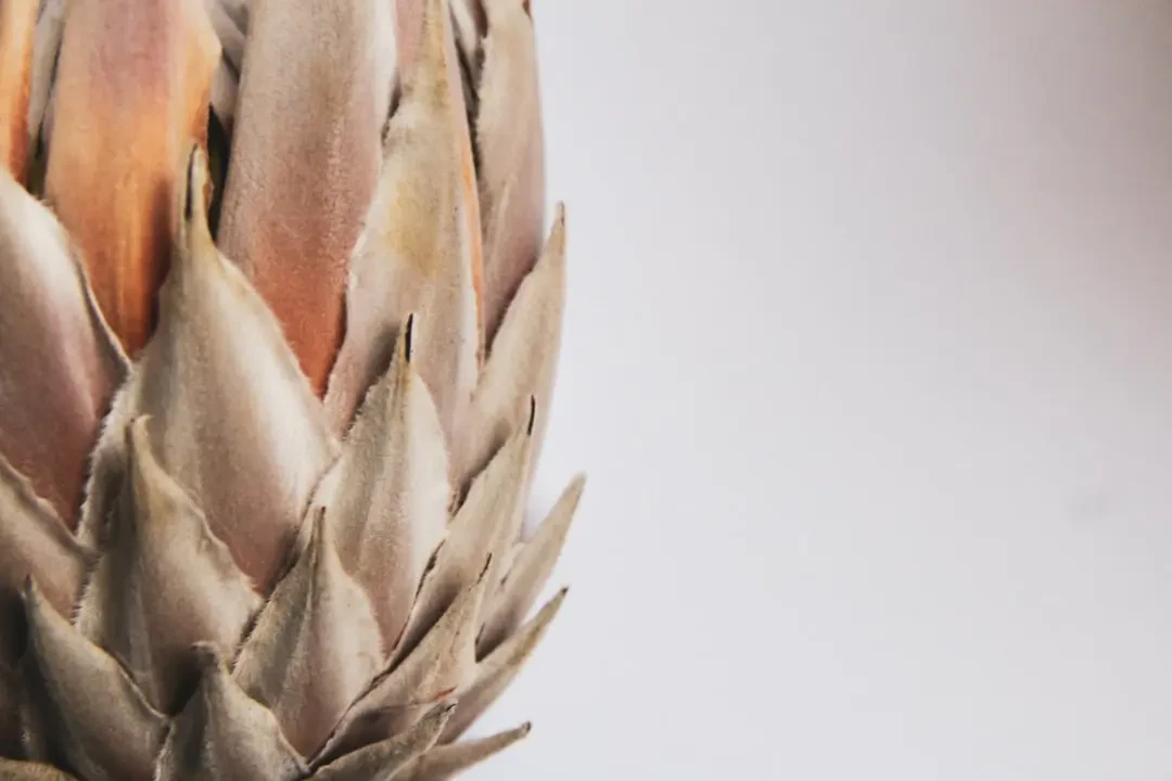 Ứng dụng hoa Thảo Đường Hoàng Đế trong trang trí