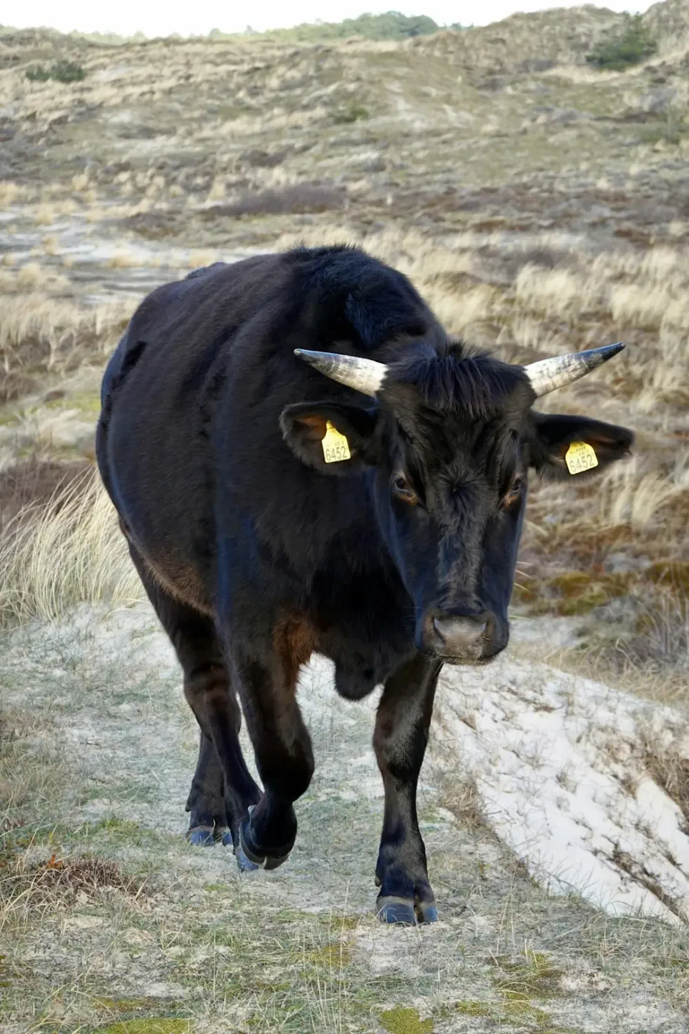 Hoa Thiên Lý trong văn hóa