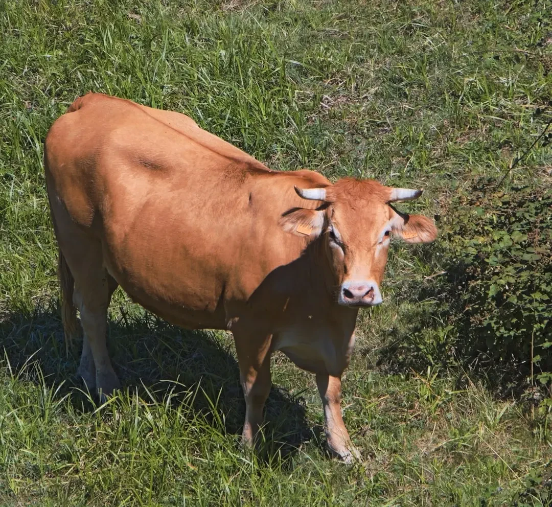 Giá hoa Thiên Lý và địa chỉ mua