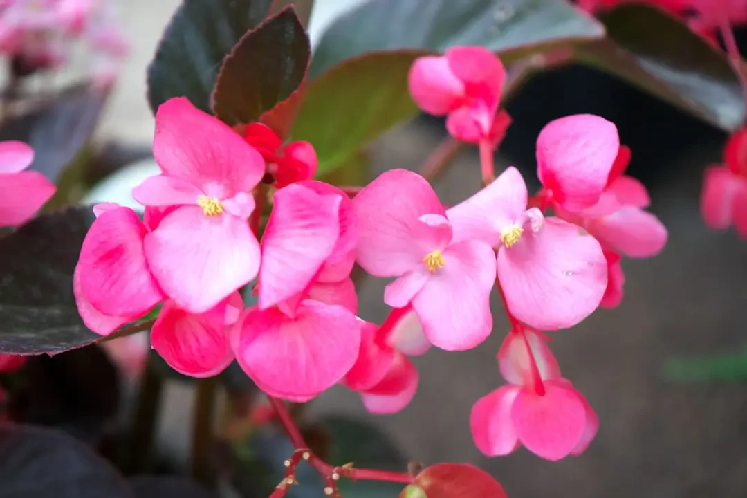 Hoa Thu Hải Đường trong lễ hội