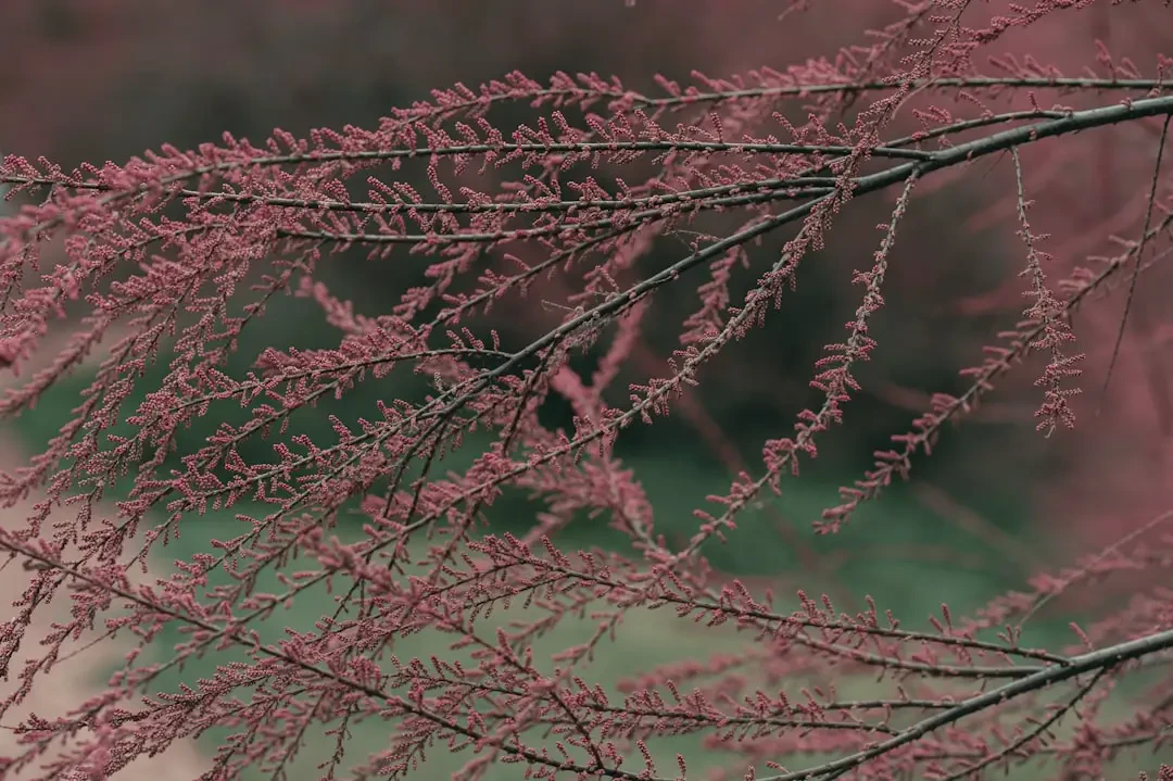 Những chùm hoa Thùy Dương duyên dáng