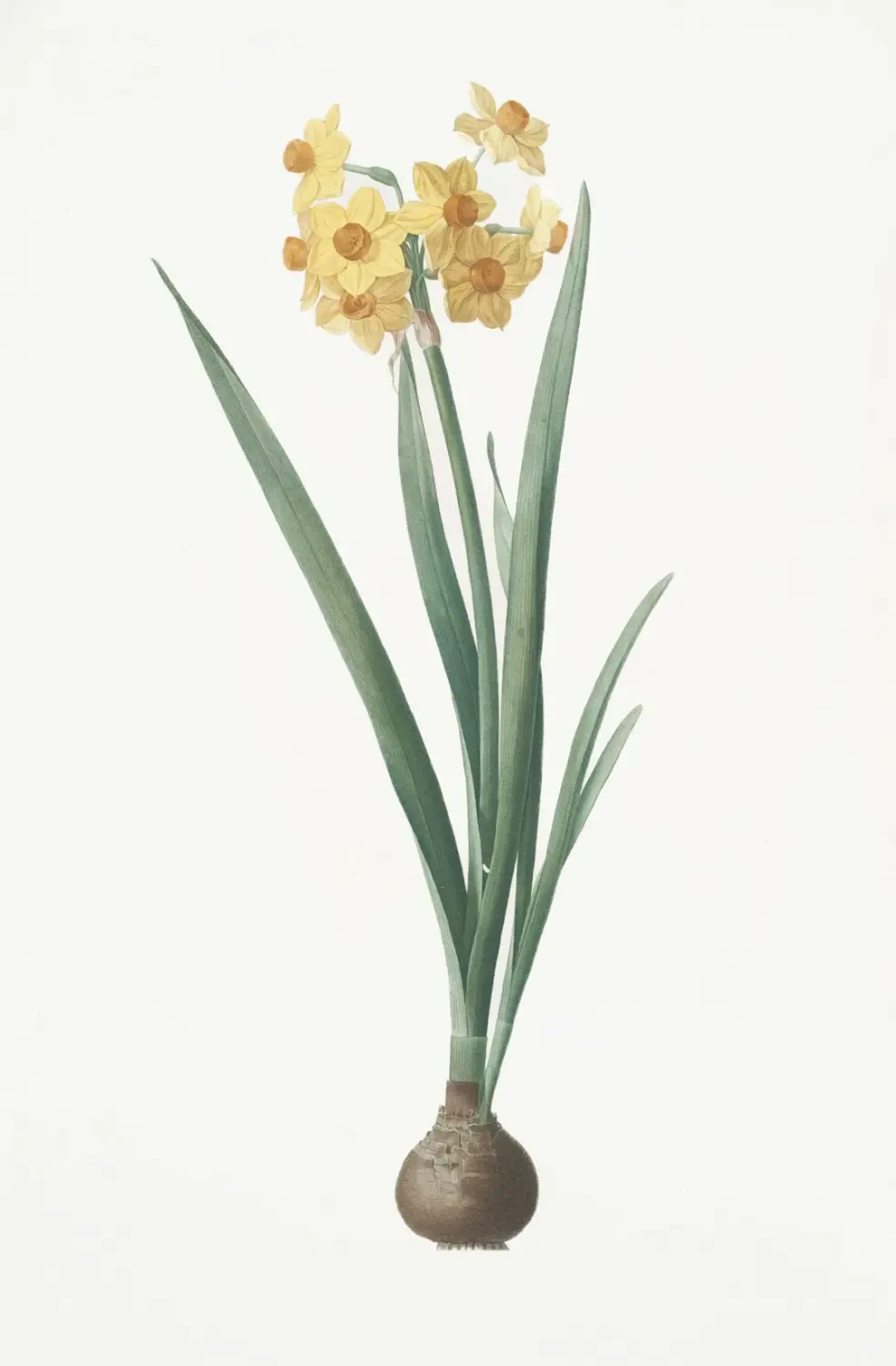 Ý Nghĩa Hoa Thủy Tiên Vàng – Nguồn Gốc, Câu Chuyện & Cách Ứng Dụng