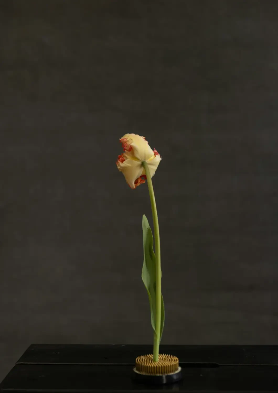 Ý nghĩa của hoa Thủy Tiên Vàng theo màu sắc