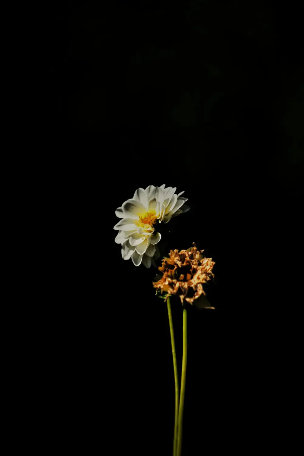 Bộ sưu tập hình ảnh đẹp của hoa Thủy Tiên Vàng