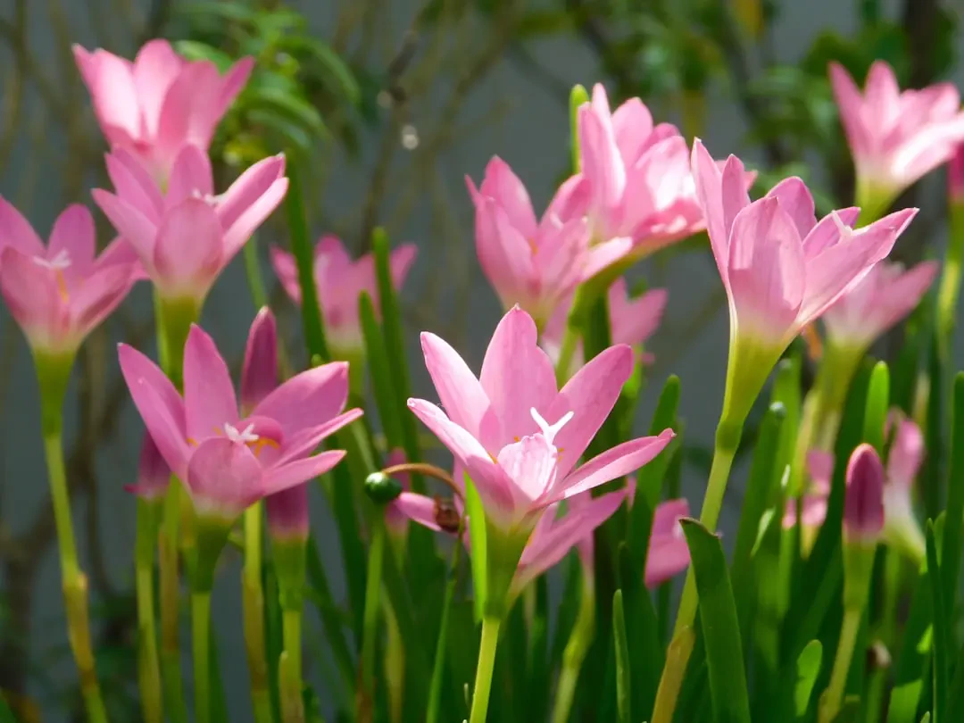 Hoa Tóc Tiên vàng rực rỡ