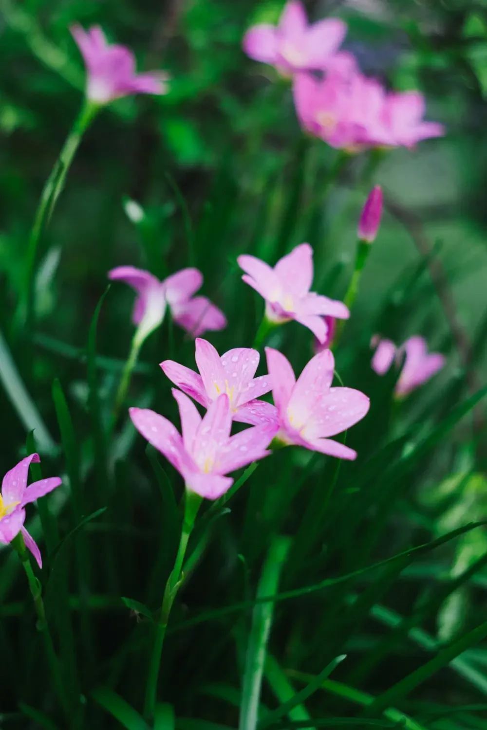 Những bông hoa Tóc Tiên khoe sắc dưới nắng