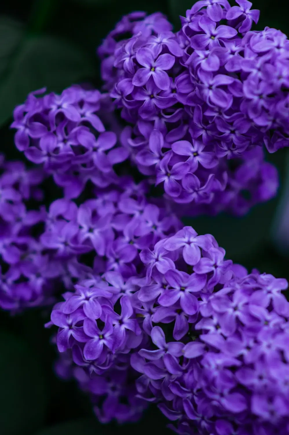 Ý Nghĩa Hoa Tử Đinh Hương – Nguồn Gốc, Câu Chuyện & Cách Ứng Dụng