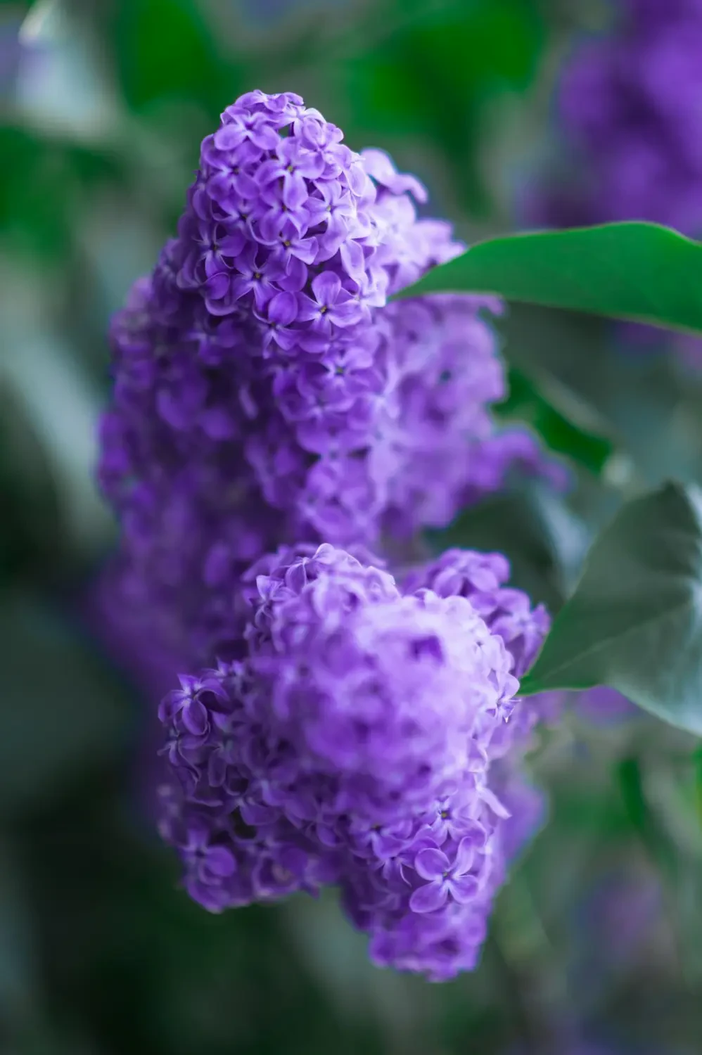 Tử Đinh Hương tím huyền ảo