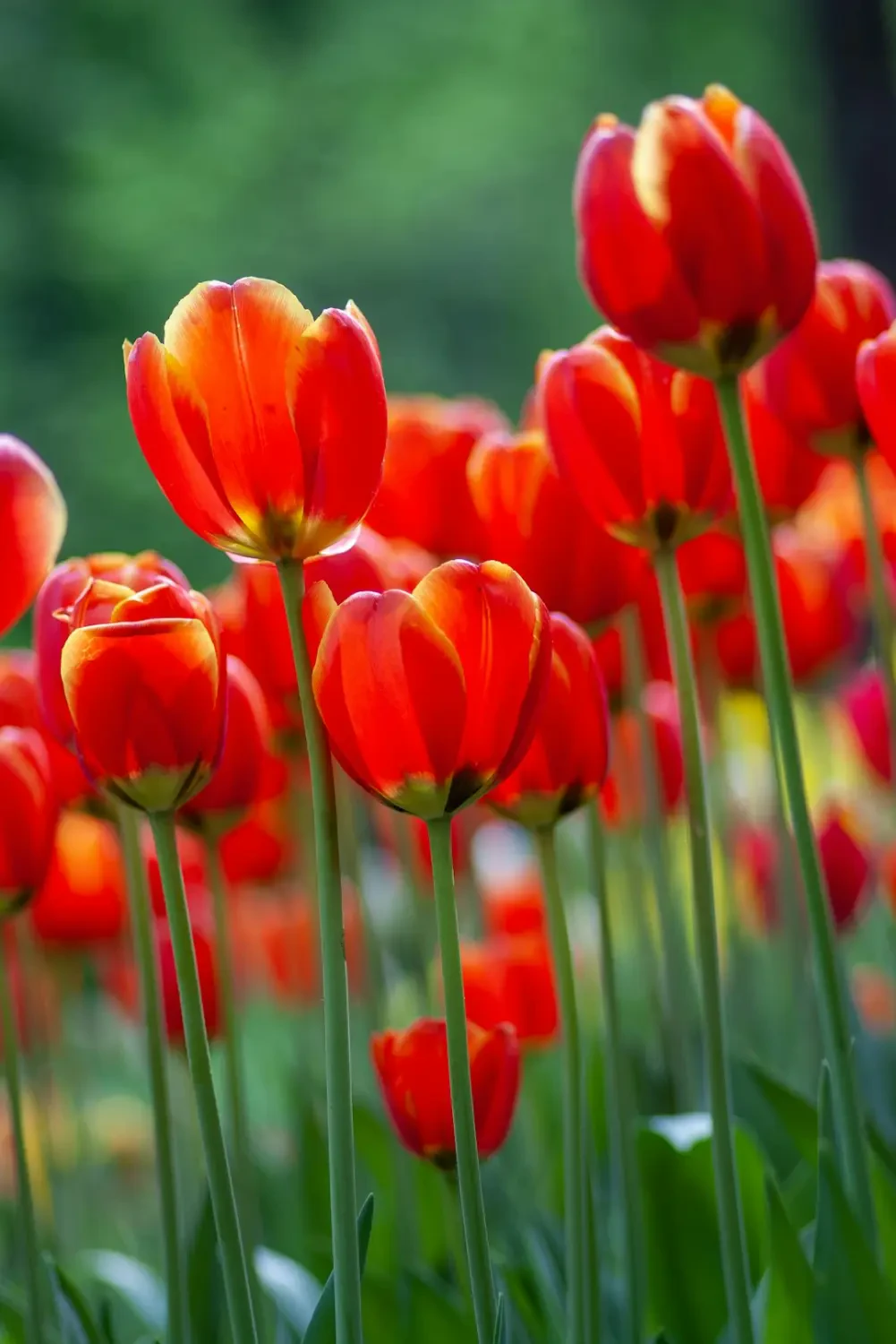 Hình ảnh hoa Tulip Đỏ rực rỡ trong nắng sớm
