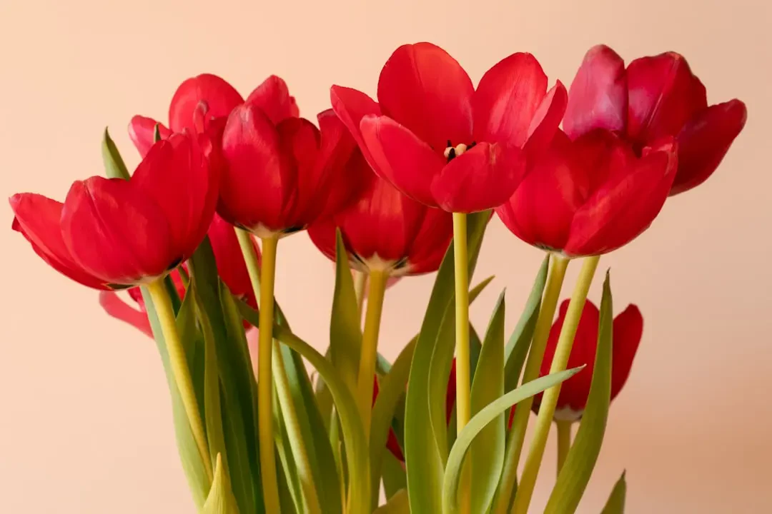 Tulip Đỏ tượng trưng cho câu chuyện tình yêu vĩnh cửu