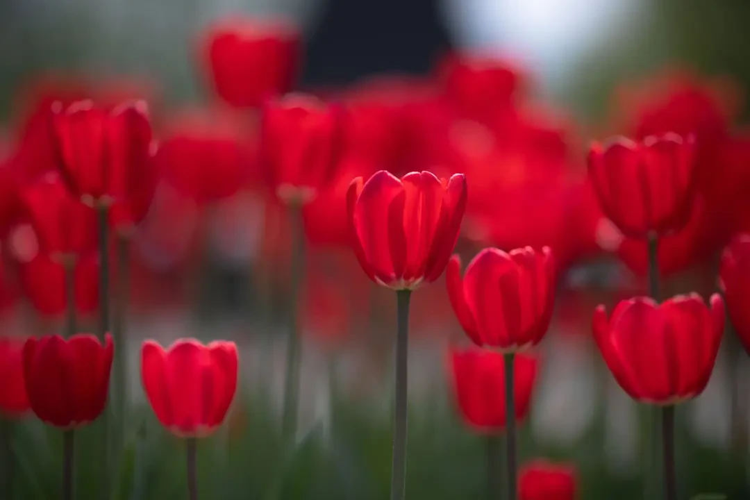 Bó hoa Tulip Đỏ lãng mạn