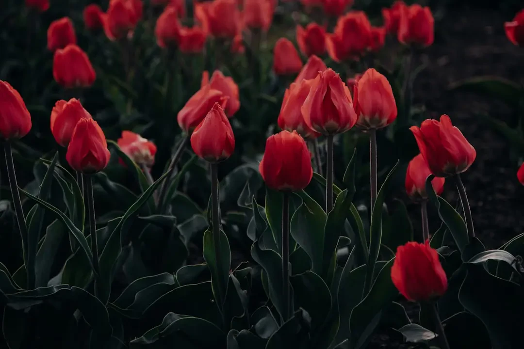 Tulip Đỏ trang trí không gian sống