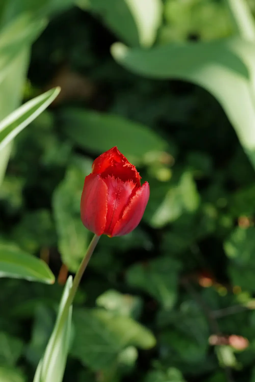 Ưu điểm và hạn chế của hoa Tulip Đỏ