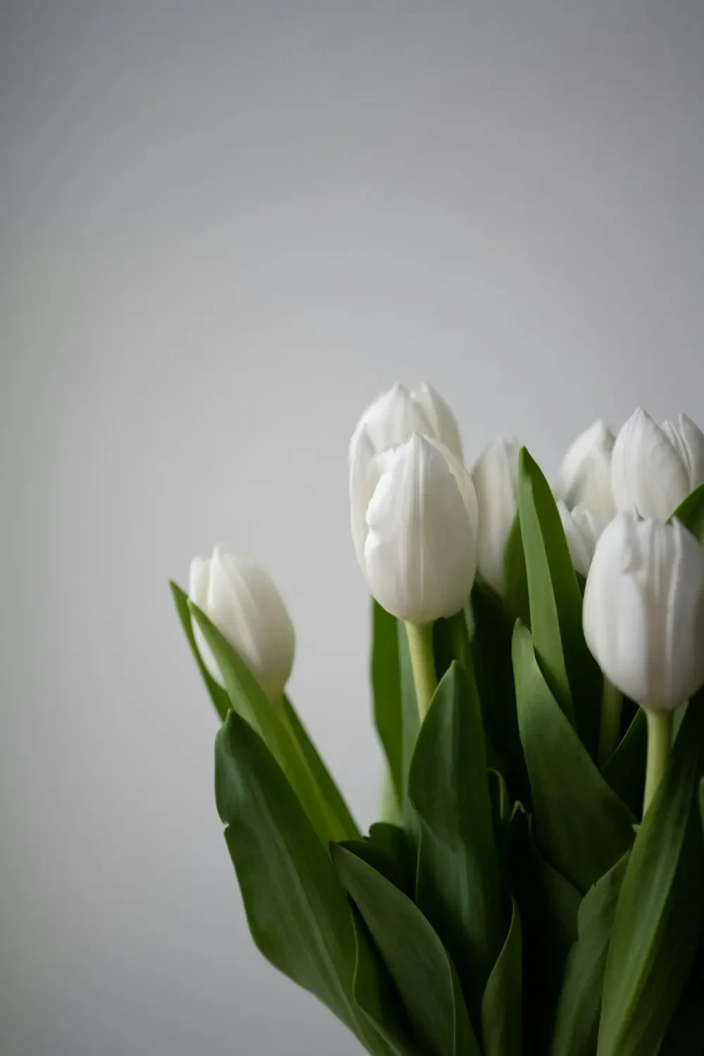 Ý nghĩa hoa Tulip Trắng theo màu sắc