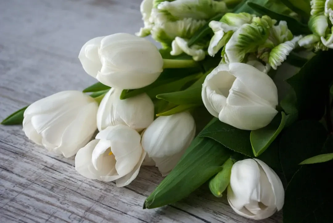 Ứng dụng hoa Tulip Trắng trong trang trí và quà tặng