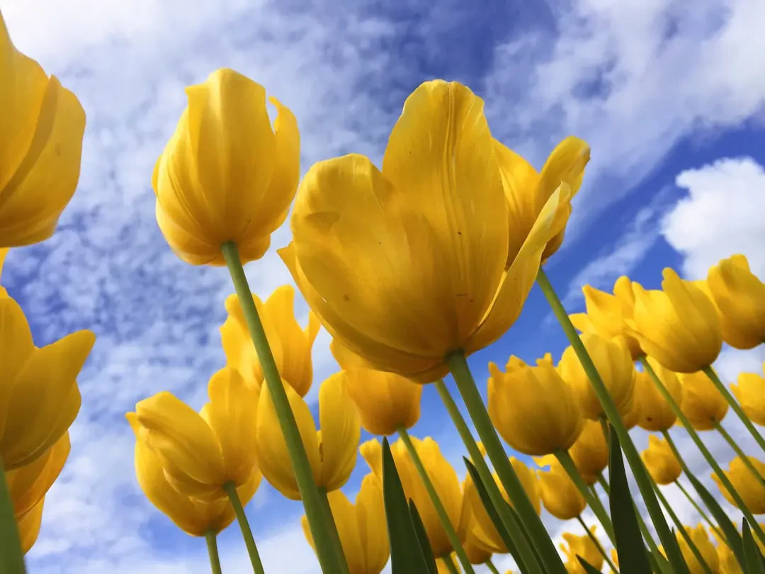 Hoa Tulip Vàng rực rỡ dưới ánh nắng mặt trời