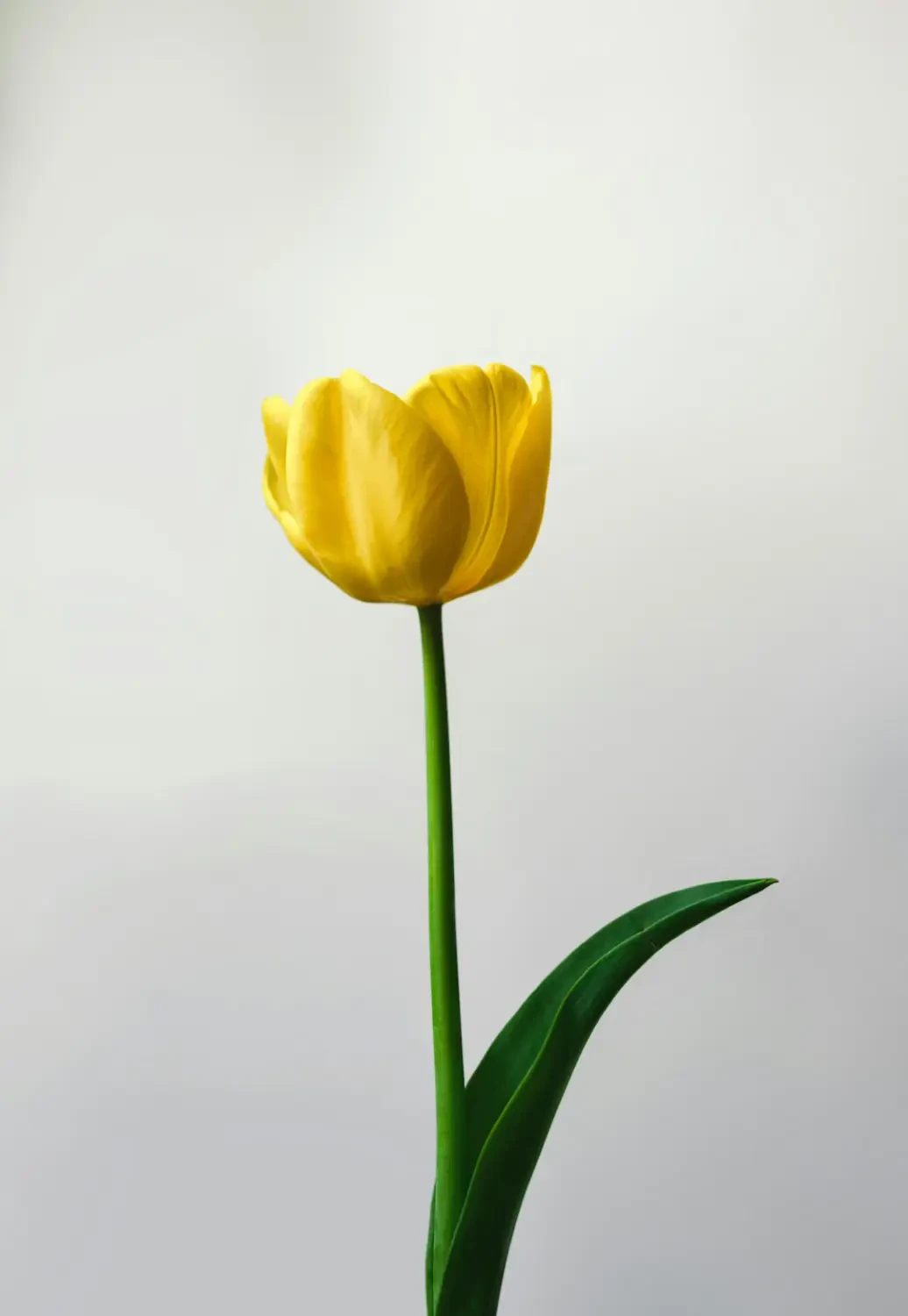 Bó hoa Tulip Vàng tươi tắn làm quà tặng
