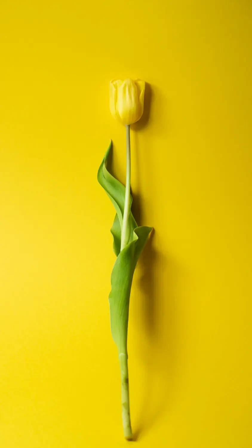 Bình hoa Tulip Vàng trang trí bàn làm việc