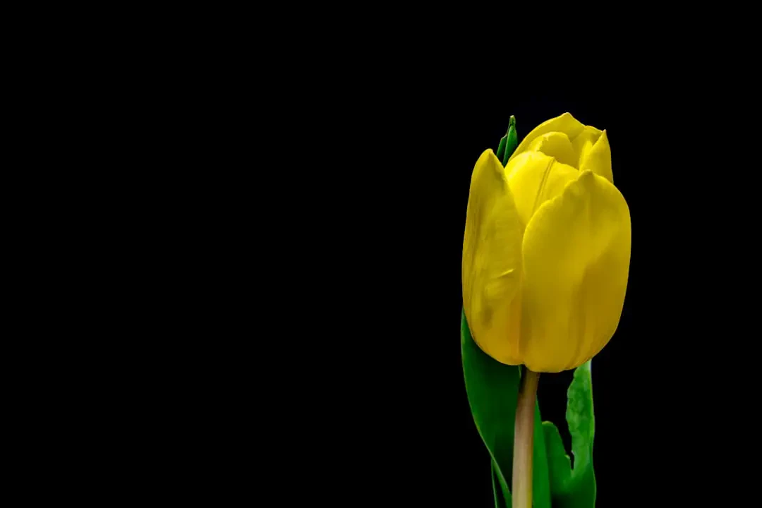 Vườn hoa Tulip Vàng rực rỡ
