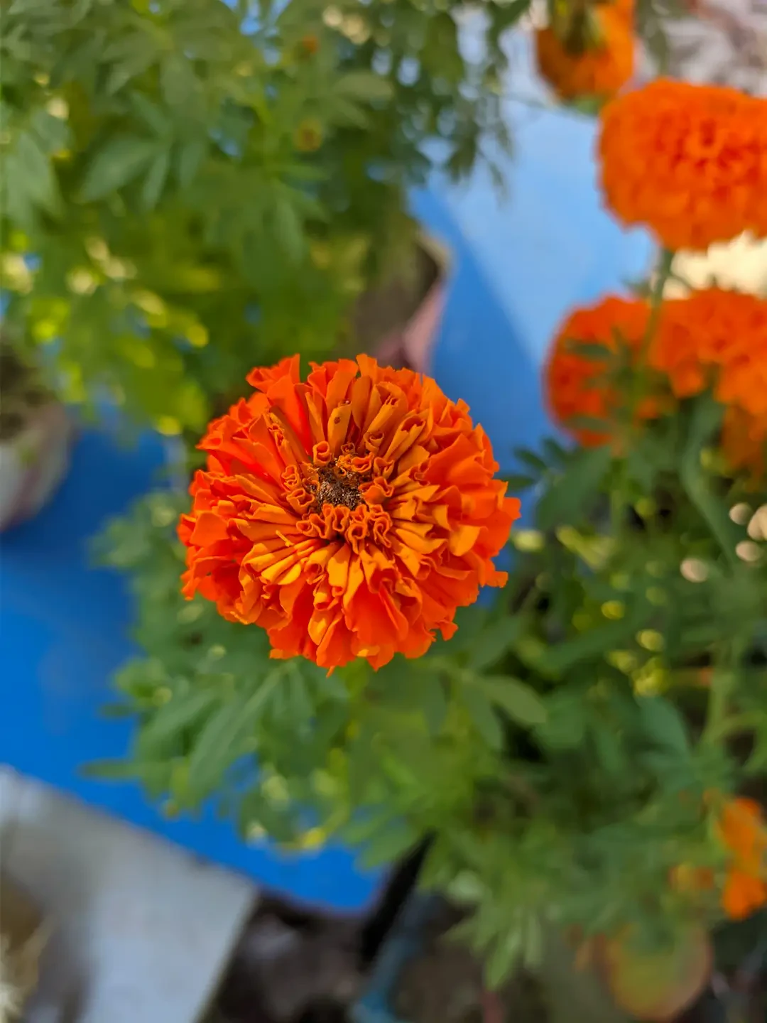 Ý Nghĩa Hoa Vạn Thọ – Nguồn Gốc, Câu Chuyện & Cách Ứng Dụng | Biểu Tượng Trường Thọ, Sức Khỏe