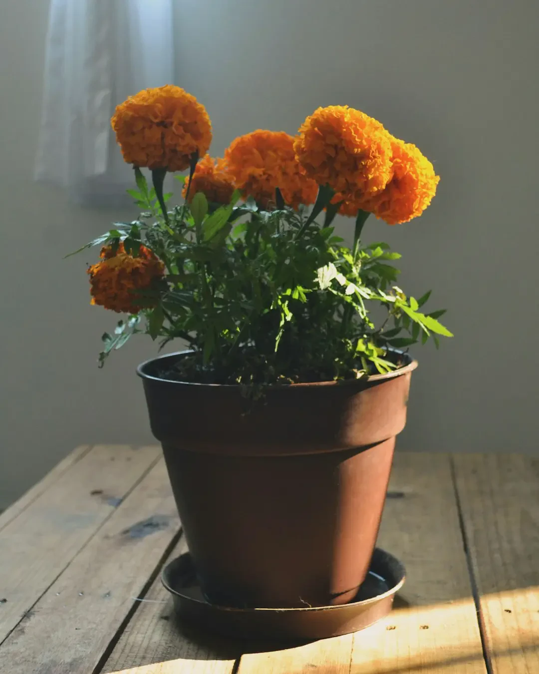 Ý nghĩa hoa Vạn Thọ vàng, cam tượng trưng cho sự thịnh vượng