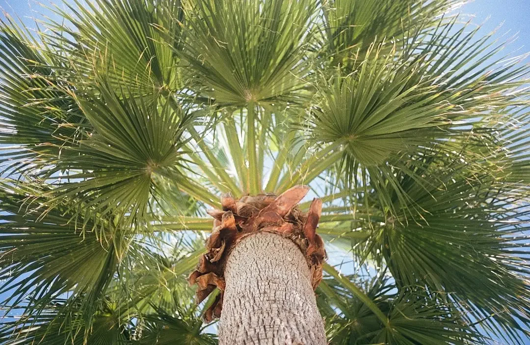 Vạn Tuế làm cây cảnh trang trí