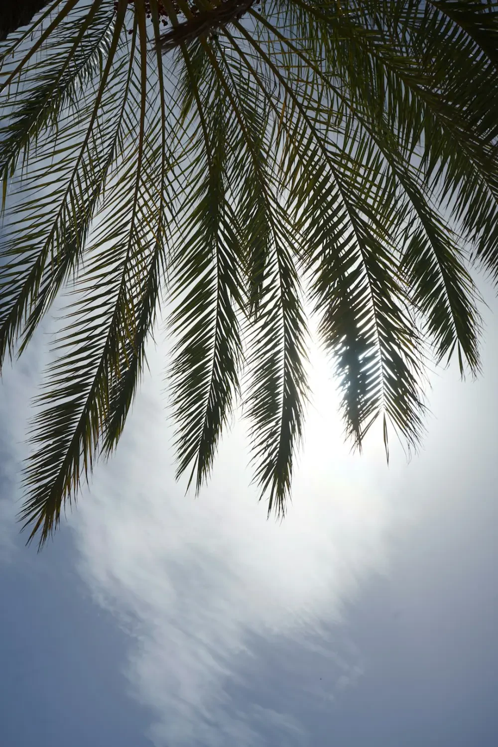 Vạn Tuế được chăm sóc xanh tốt