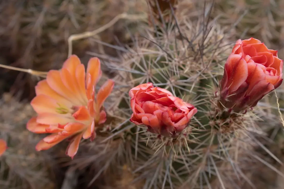 Xương Rồng nở hoa rực rỡ dưới nắng