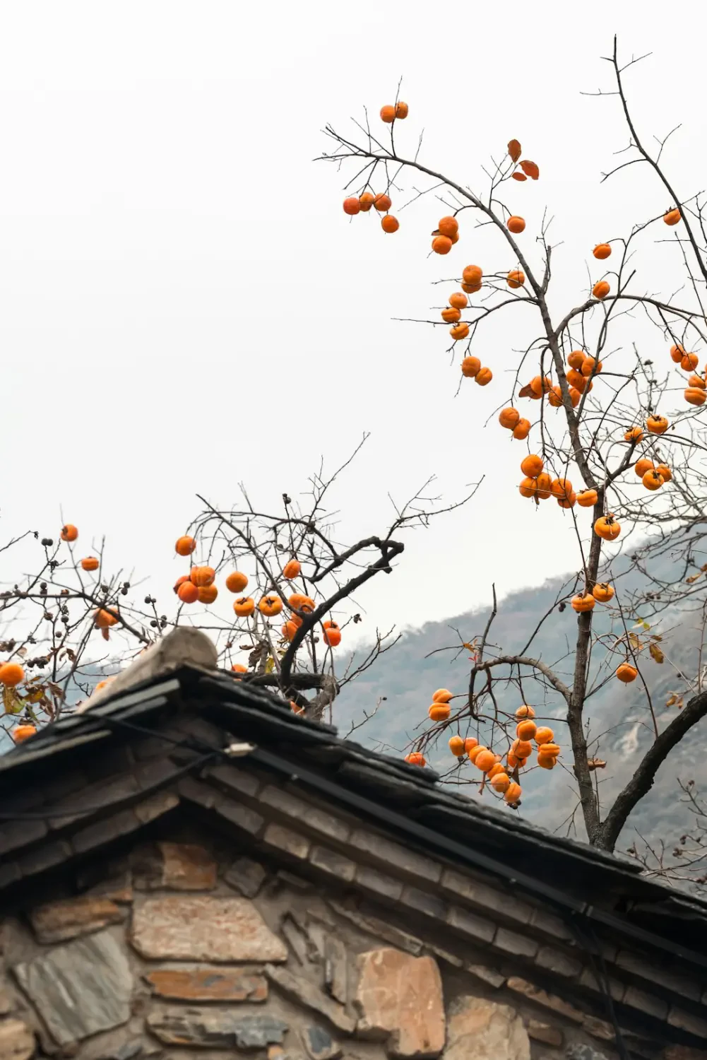 Hình ảnh trái hồng tươi được bày bán trên kệ