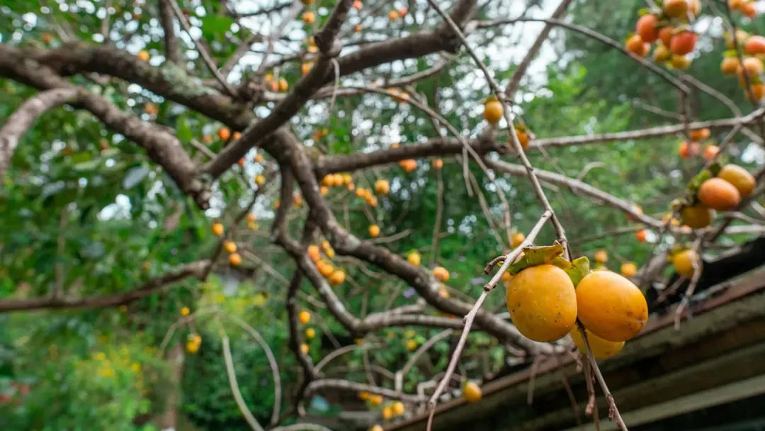 Hồng giòn – Nguồn Gốc, Dinh Dưỡng, Lợi Ích & Ứng Dụng