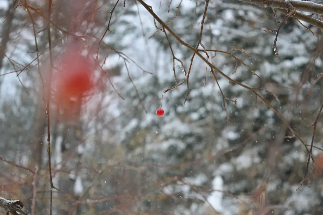 Múi Ice Apple (Thốt Nốt) đã tách vỏ, trong suốt như thạch