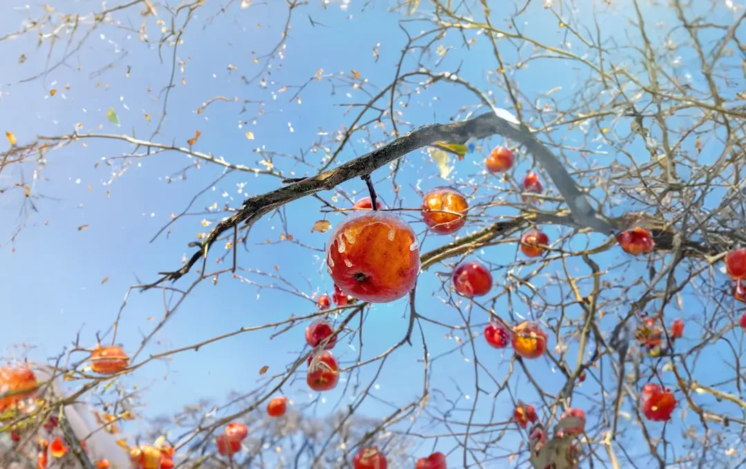 Cây Ice Apple (Thốt Nốt) đặc trưng của miền Tây