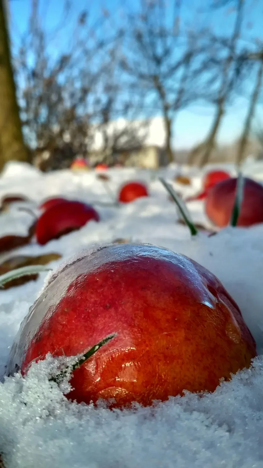 Món chè Ice Apple (Thốt Nốt) hấp dẫn