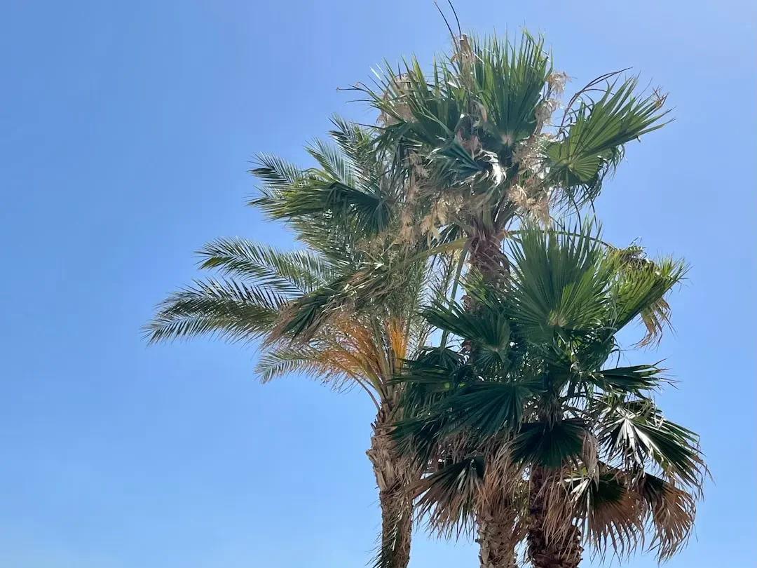 Trái Ita palm tươi trên cành