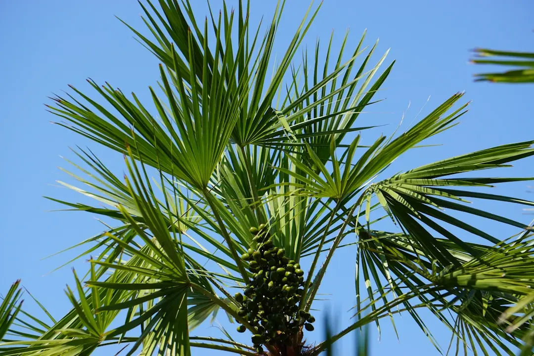 Nước ép Ita palm vàng tươi