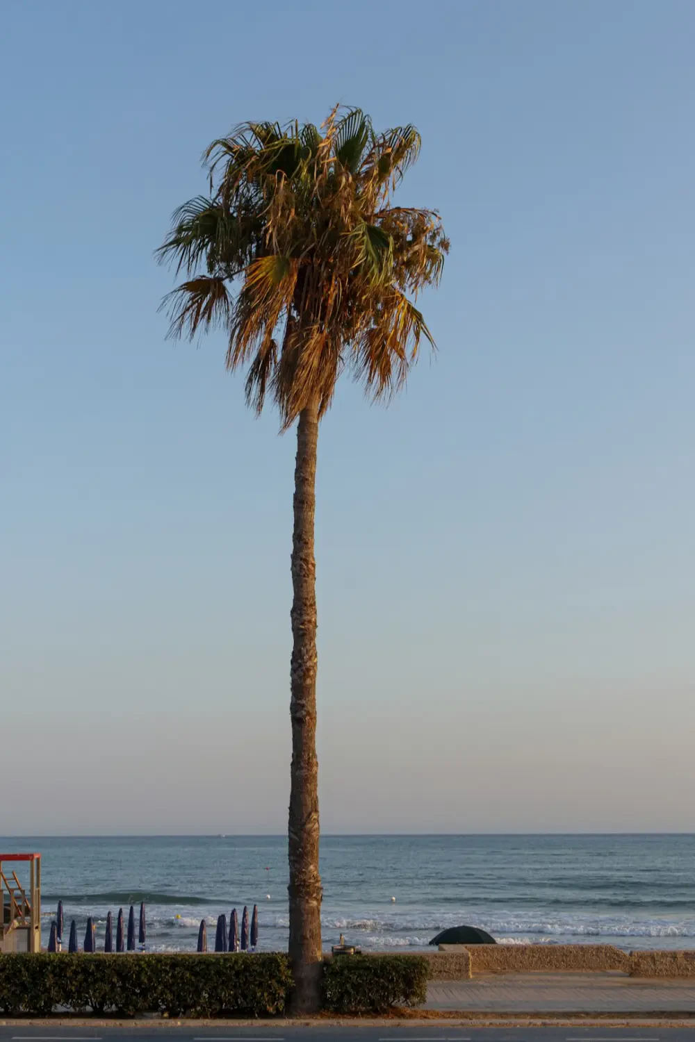 Món tráng miệng với Ita palm